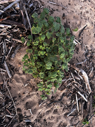 Xanthium strumarium observed 2026-08-21
