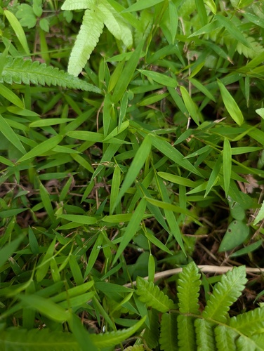 Pogonatherum crinitum observed 2026-09-02