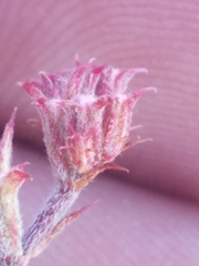 Chorizanthe staticoides