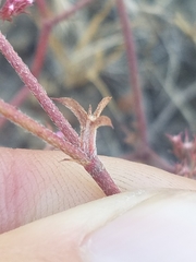 Chorizanthe staticoides