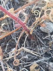 Chorizanthe staticoides