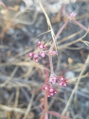 Chorizanthe staticoides