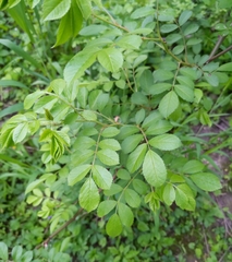 Rosa multiflora