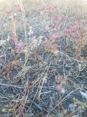 Chorizanthe staticoides