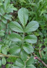 Rosa multiflora