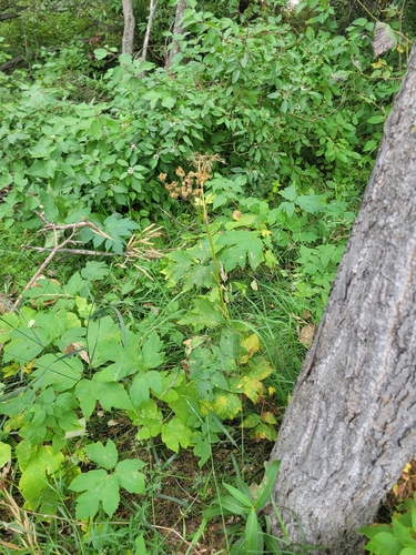 common cowparsnip
