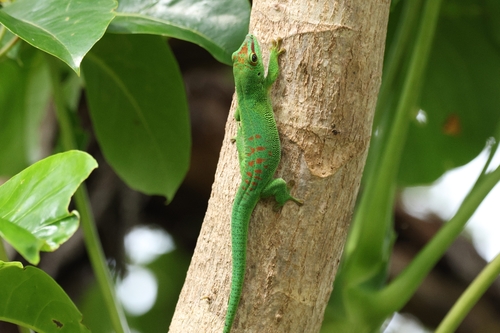 Phelsuma grandis observed 2026-09-06
