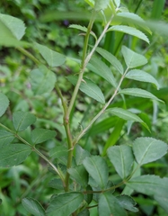 Rosa multiflora