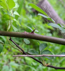 Rosa multiflora