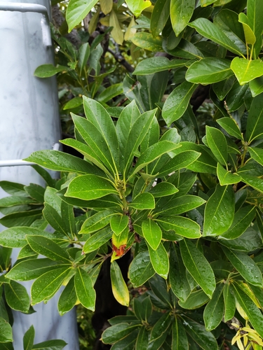 Lithocarpus edulis, photograph 2