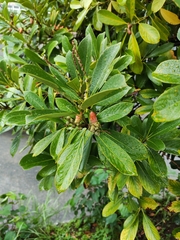 Lithocarpus edulis, photograph author not stated, no rights reserved