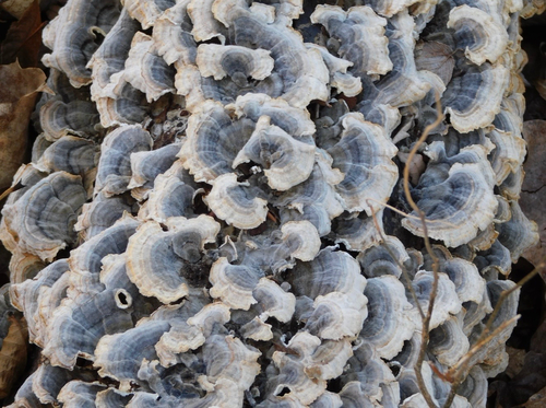 turkey-tail