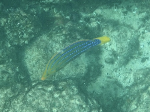 Coris marquesensis observed 2026-09-05