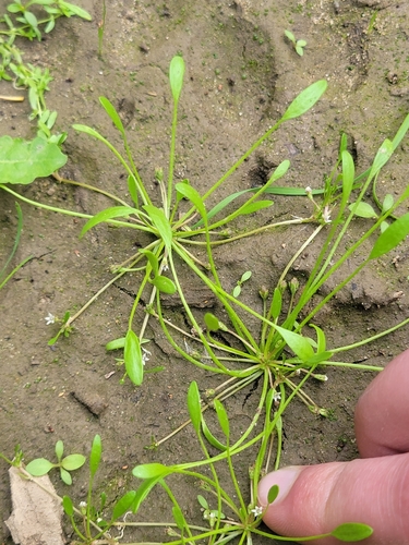 water mudwort