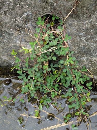 Grona heterophylla observed 2026-09-02