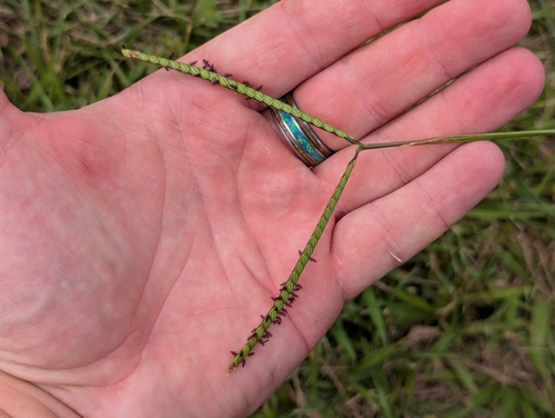 Paspalum notatum observed 2026-09-06