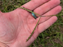 author not stated, no rights reserved Paspalum notatum, photograph author not stated, no rights reserved