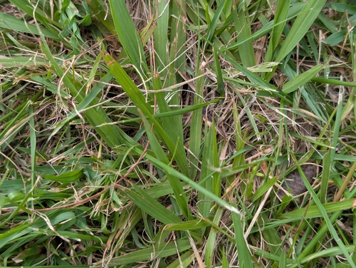 Paspalum notatum, photograph 4