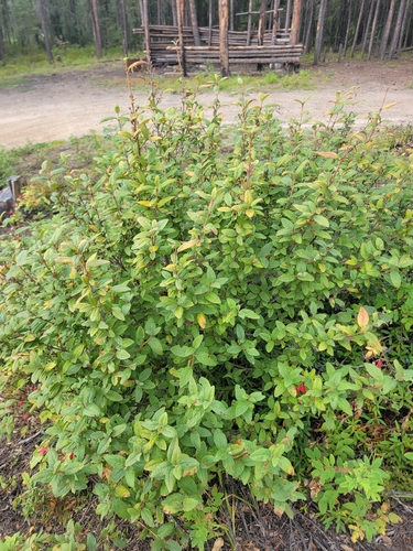 Canadian buffalo-berry
