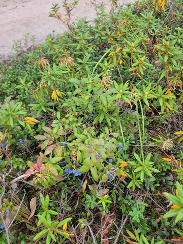 Bog Labrador Tea