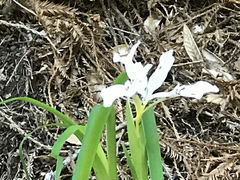 Iris fernaldii