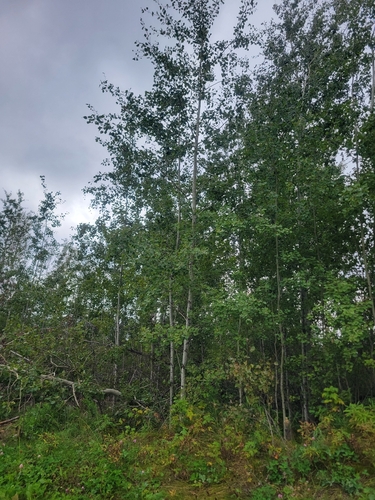 quaking aspen