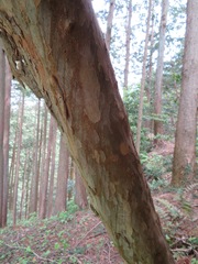Clethra barbinervis