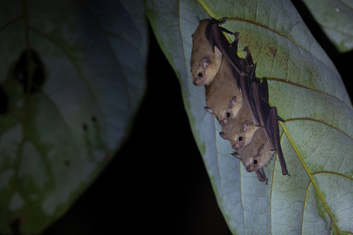 Mosia nigrescens observed 2026-08-26