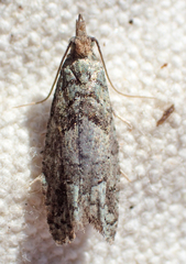 Epinotia subviridis