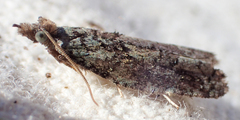 Epinotia subviridis