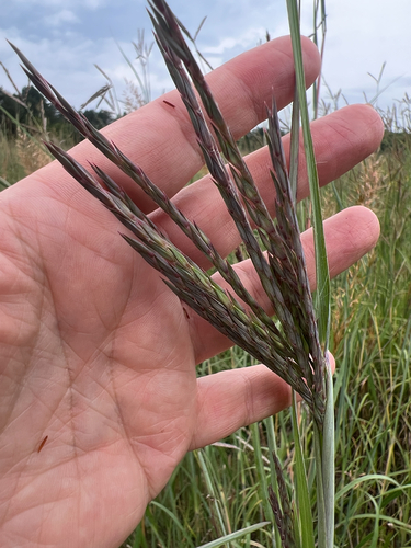 big bluestem