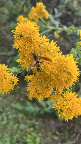 Northern Paper Wasp