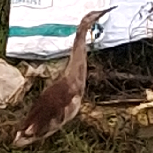 Indian Pond-Heron