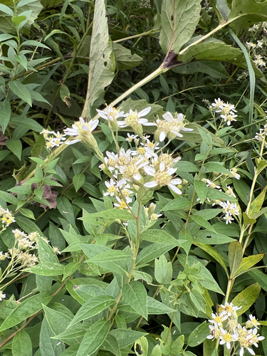 flat-top white aster
