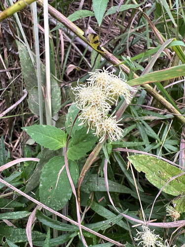 False Boneset