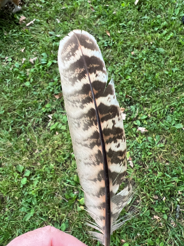 Ring-necked Pheasant