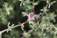 Frankenia salina