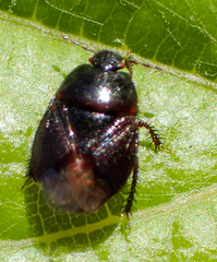 Chilocoris repetitus