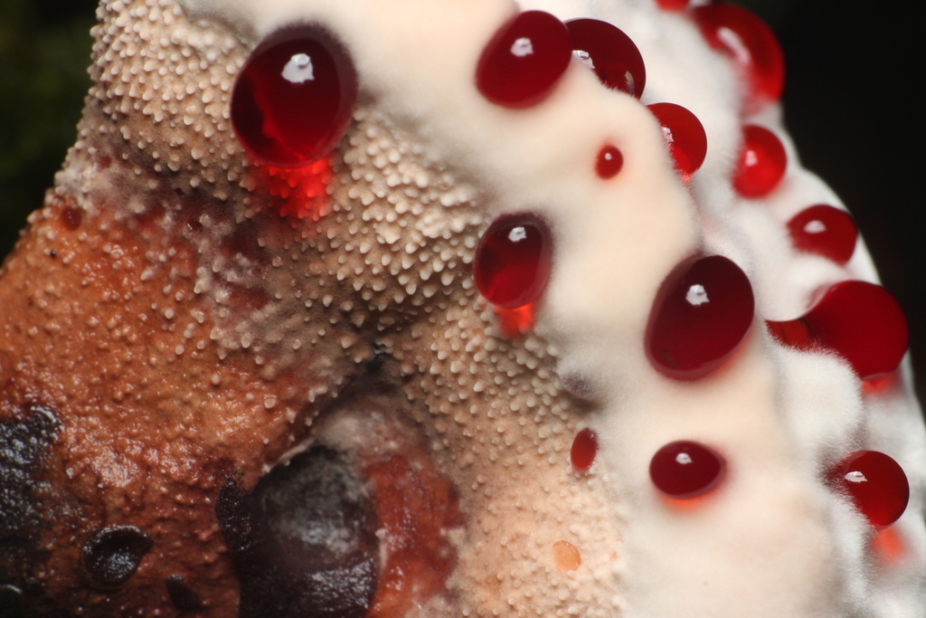 Red-juice Tooth · September 2026 · photo: Photo: (c) Steven Bodzin, some rights reserved (CC BY) · iNaturalist