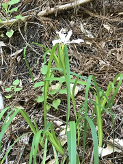 Iris fernaldii