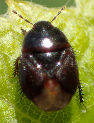 Chilocoris repetitus