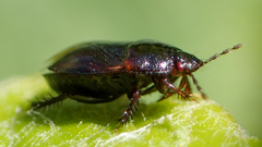 Chilocoris repetitus