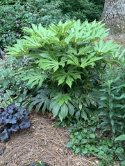 Fatsia