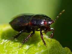 Chilocoris repetitus