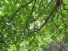 Clethra barbinervis