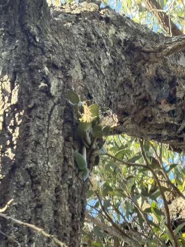 Dendrobium aemulum, photograph 1