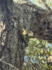 Dendrobium aemulum, photograph (c) Toby Jin, some rights reserved (CC BY)