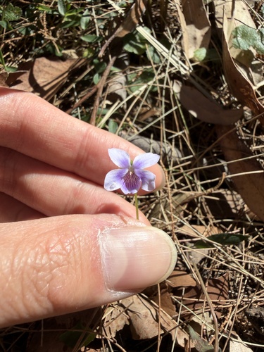 Viola hederacea