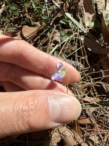 Viola hederacea, photograph 2