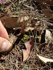 Viola hederacea, photograph (c) Toby Jin, some rights reserved (CC BY)
